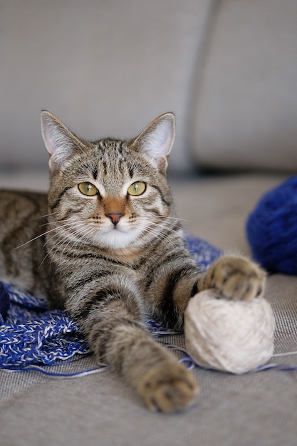 Un Chat Domestique Est Allonge Sur Un Projet De Tricot Non Lie Ou Un Pull En