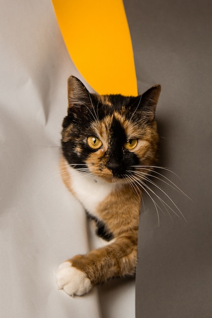 Le Chat Domestique A Trois Chats Joue Dans Des Feuilles Whatman De Gris Blanc Et Jaune