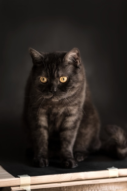 Chat Droit Ecossais Tigre Noir Aux Yeux Jaunes Se Trouve Photo Premium