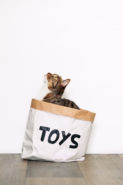 Chat Drole Assis Dans Un Paquet De Papier Avec Les Jouets D Inscription Animaux Droles Jouant A La Maison Photo Premium