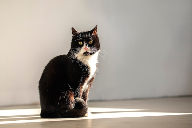 Un Chat Drole Est Assis Dans Un Faisceau De Lumiere Et Regarde Directement Dans La Camera Photo Premium