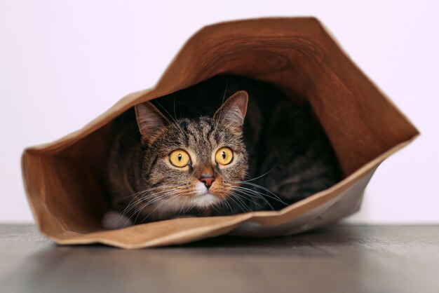 Chat Drole Avec De Grands Yeux Jaunes Semble Par Curiosite Dans Un Sac En Papier Kraft Animaux Droles Jouant A La Maison Le Chat Est Assis Dans Un Sac En Papier