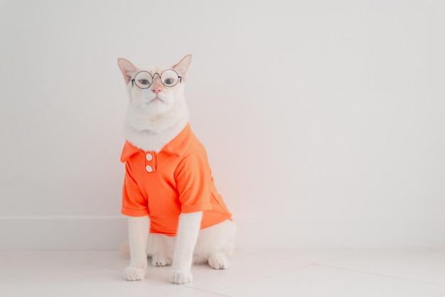 Chat Drole Partir En Vacances Porter La Chemise De Plage Et Un Chapeau Dans Le Concept De L Ete Photo Premium