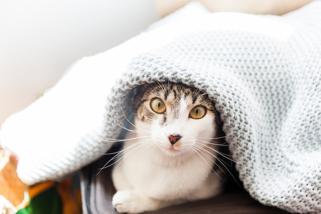 Chat Drole Sous Couverture Photo Premium