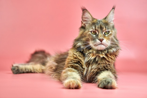 Chat Ecaille De Tortue Du Maine Coon Espace Copie Photo Premium