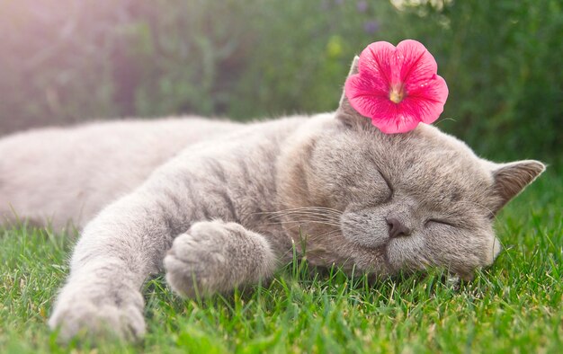 Chat Avec Une Fleur De Petunia Rose Sur La Tete Photo Premium