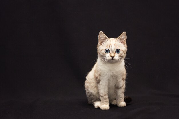 Chat Fourrure Gris Aux Yeux Bleus Sur Fond Noir