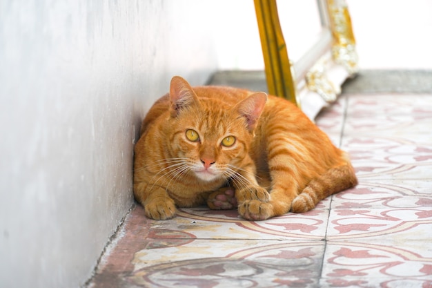 Le Chat Garfield Gisait Sur Le Sol Et Nous Regardait Fixement Photo Premium