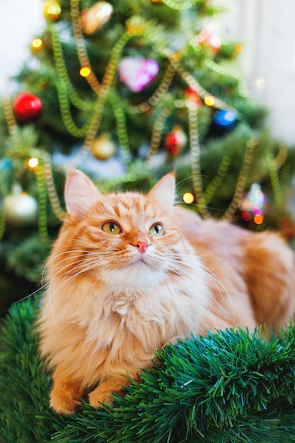 Chat De Gingembre Mignon Et Arbre De Noel Un Animal De Compagnie Drole Et Moelleux Est Assis Devant Un Sapin Decore Du Nouvel An Des Vacances Confortables Avec Photo Premium