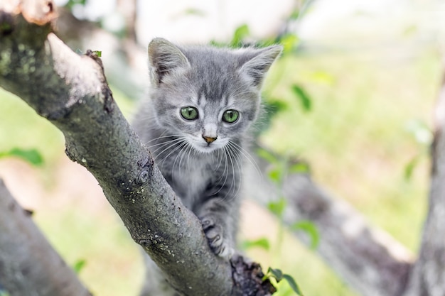 Chat Gris Aux Yeux Verts Sur Un Arbre Photo Premium