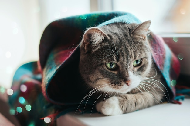 Un Chat Gris Aux Yeux Verts Est Assis Sur Un Rebord De