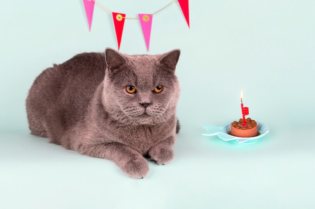 Chat Gris Britannique Souffle La Bougie Sur Le Gateau Sur Fond Clair Fete De Chat D Anniversaire Photo Premium