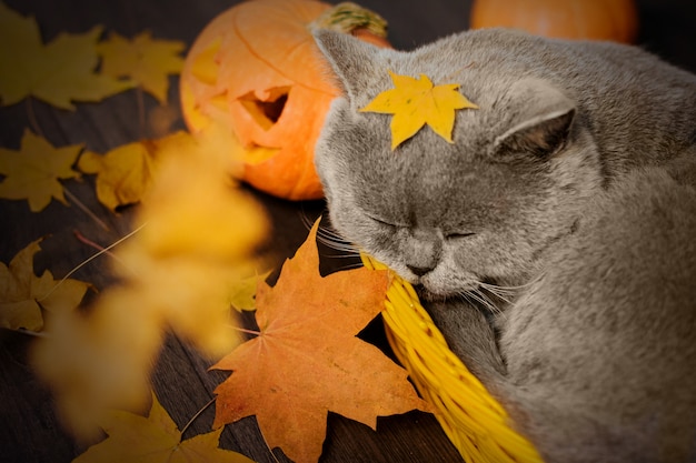 Le Chat Gris Dort Dans Un Petit Panier Jaune Entoure De Feuilles D Automne Et De Citrouilles Chat D Halloween Photo Premium