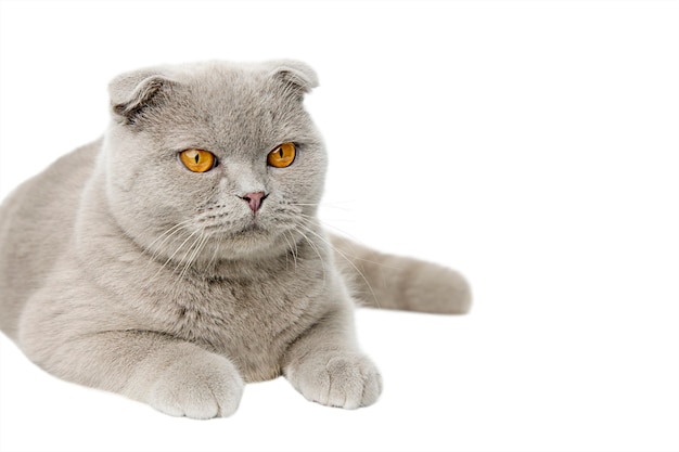 Chat Gris Ecossais Scottish Fold Isoler Photo Premium