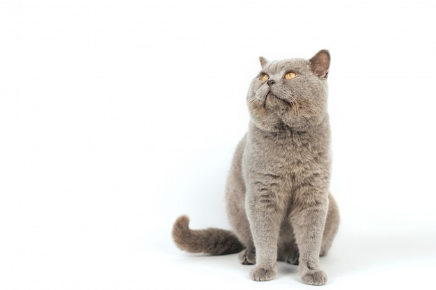 Chat Gris Effronté Aux Yeux Jaunes Est Assis Et Regarde Sur