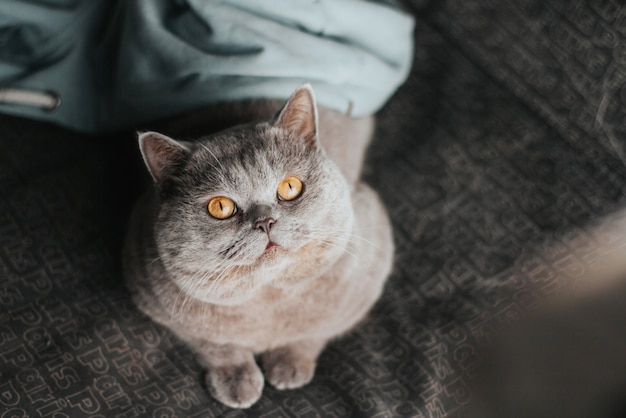 Un Chat Gris Effronté Aux Yeux Jaunes Se Trouve Sur Le