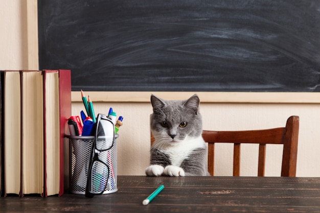 Chat Gris Est Assis A Une Table Avec Des Livres Et Des Cahiers Etudiant A La Maison Photo Premium