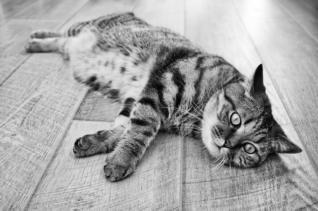 Chat Gris Tigre Domestique Paresseux Relaxant Sur Flor En Bois Portrait De Visage De Chat Serieux Photographie En Noir Et Blanc Photo Premium