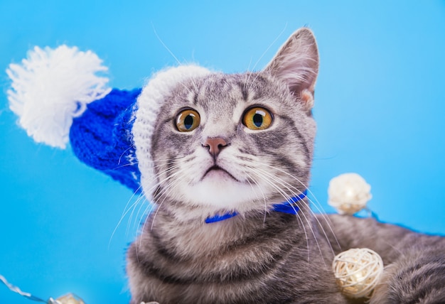 Chat Gris Tigré Porte Le Chapeau Du Père Noël Sur Fond Bleu