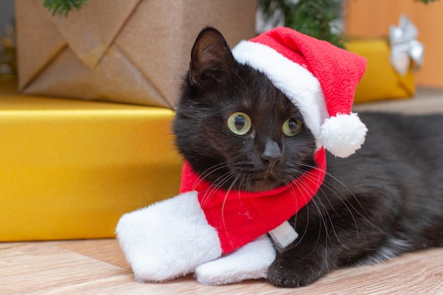 Chat Habille En Pere Noel Chat Noir Sous Le Sapin De Noel Dans Un Costume Du Nouvel An Photo Premium