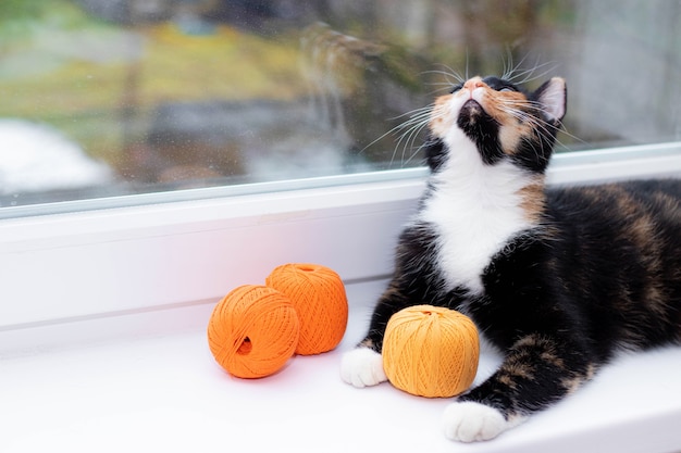 Un Chat Joue Avec Une Boule De Fil Jeux Pour Animaux De Compagnie Fils A Tricoter