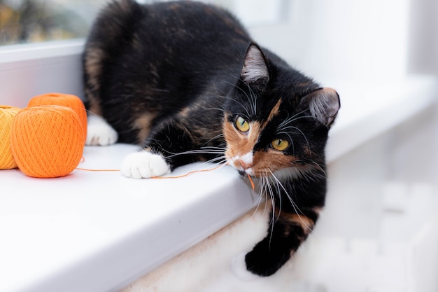 Un Chat Joue Avec Une Boule De Fil Jeux Pour Animaux De Compagnie Fils A Tricoter Jouets Publicitaires Pour Chats Photo Premium