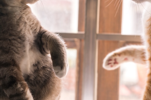 Le Chat Joue Avec Ses Jambes Photo Premium