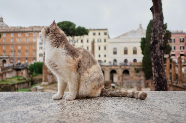 Chat Sur Largo Di Torre Argentina Une Place A Rome En Italie Photo Premium