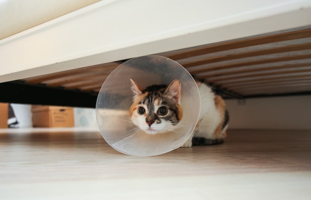 Chat Malade Avec Cone Veterinaire Ou Collier Conique En Plastique Sur La Tete Pour Empecher Le Chat De Lecher Une Plaie Photo Premium