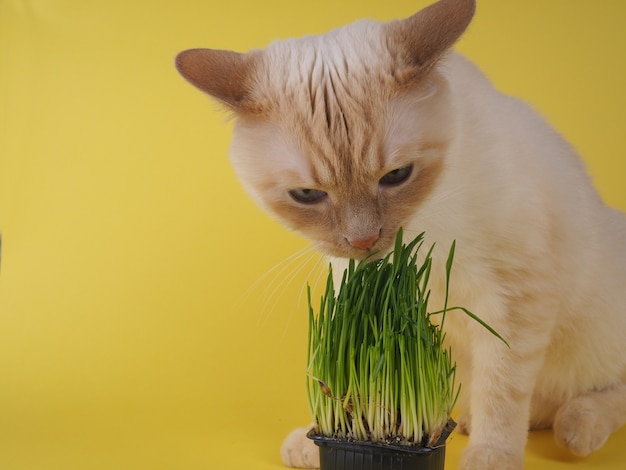 Le Chat Mange De L Herbe Verte Fraiche Photo Premium