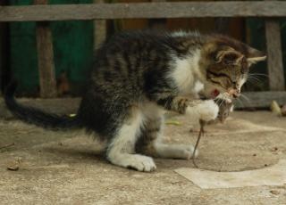 Chat Mange Une Souris Photo Gratuite