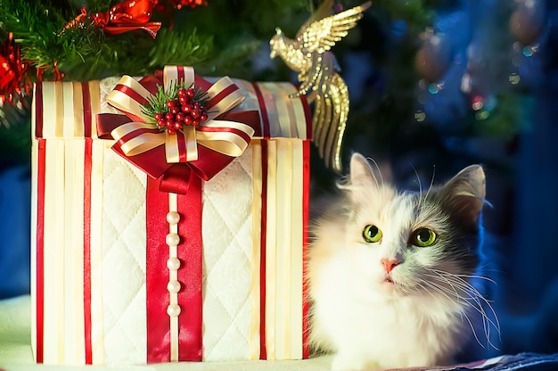 Chat Ment Avec Des Cadeaux Sous Le Sapin Photo Premium