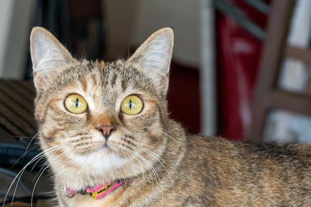 Le Chat Mignon Adulte Gris A L Air Surpris Avec De Grands Yeux Fermer Photo Premium