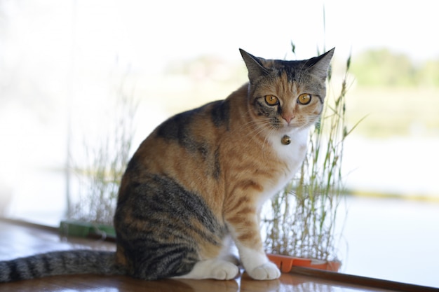 Chat Mignon Assis Sur Le Balcon Photo Premium