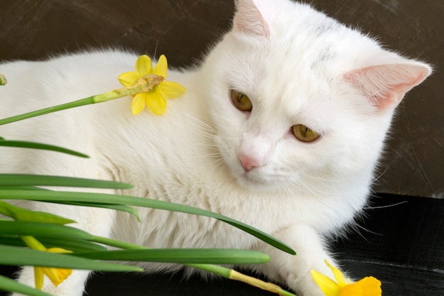 Chat Mignon Blanc En Fleurs Sur Un Fond Marron Photo Premium