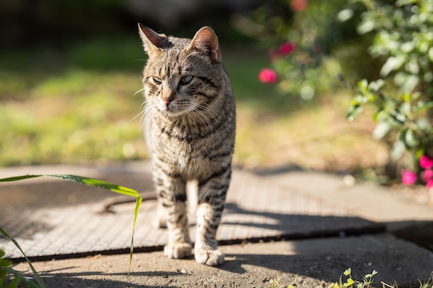 Un Chat Mignon Se Promenant Photo Premium