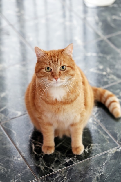 Chat Mignon Sur Le Sol Photo gratuit