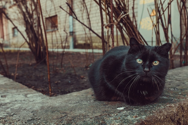 Chat Noir Assis A L Exterieur A Cote D Un Batiment Et D Arbres Photo Gratuite