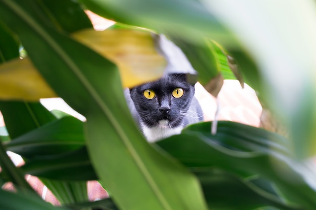 Chat noir aux yeux jaunes caché dans un buisson, chassant le chat Photo Premium