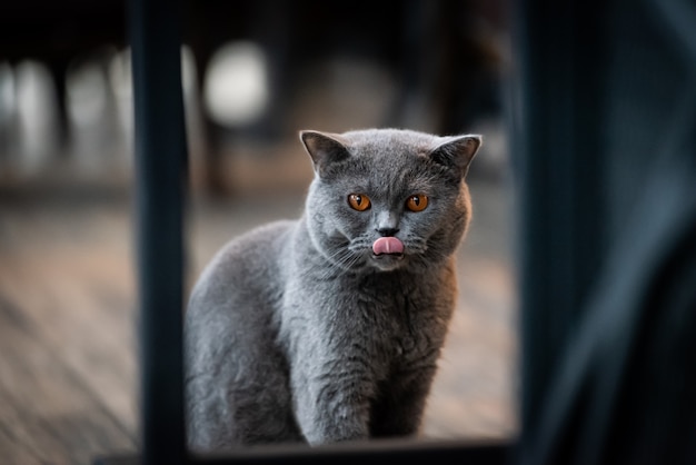 Chat Noir Aux Yeux Jaunes Le Matin Photo Premium Chat Noir Aux Yeux Jaunes Le Matin Photo Premium