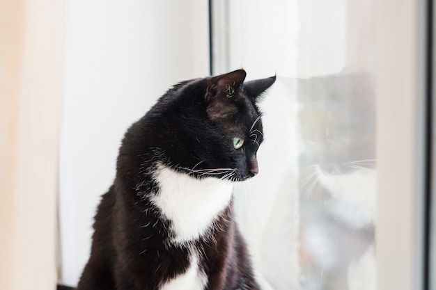 Chat Noir Et Blanc Avec De Beaux Yeux Animal De Compagnie Le Chat Est Sur La Fenetre Profil De Chat Photo Premium