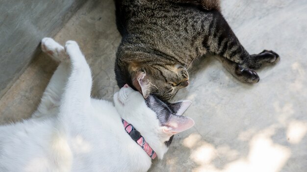 Chat Noir Et Blanc Et Chat Raye Gris Qui Dorment Ensemble Photo Premium