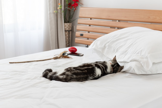 Chat Noir Et Blanc Dormir Sur Un Lit Blanc Confortable A L Interieur De La Chambre Moderne Photo Premium