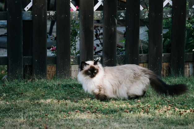 Un Chat Noir Et Blanc Effronte Avec Des Yeux Bleus Photo Premium