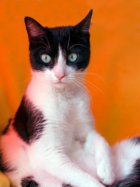 Chat Noir Et Blanc Sur Fond Jaune A La Recherche Dans La Camera Photo Premium