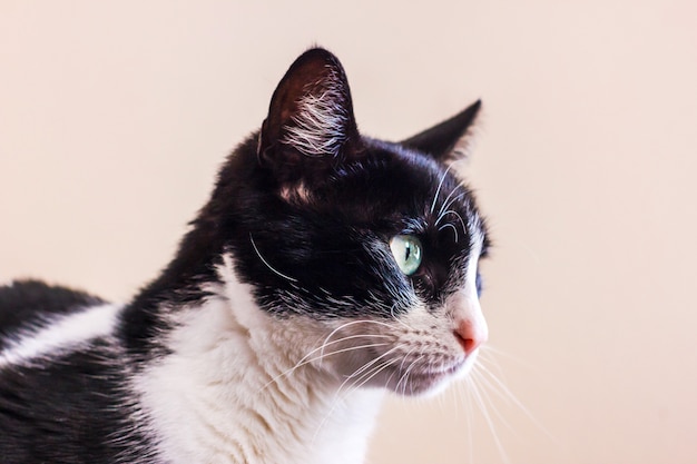 Un Chat Noir Et Blanc Avec De Grands Yeux Verts Regarde Ailleurs Photo Premium