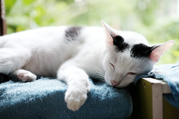 Un Chat Noir Et Blanc Mignon Dormant Sur La Fenêtre
