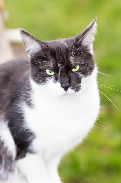 Un Chat Noir Et Blanc En Soft Focus Assis Dans Le Parc Photo Gratuite