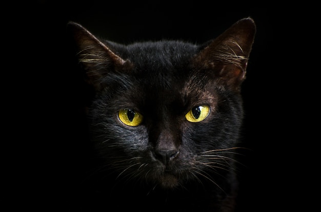 Le Chat Noir Devant Les Yeux Est Jaune Chat Noir D