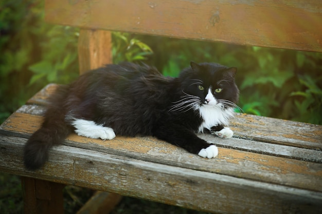 Chat Noir Du Village Avec Des Taches Blanches Reposant Sur Un Vieux Banc Photo Premium